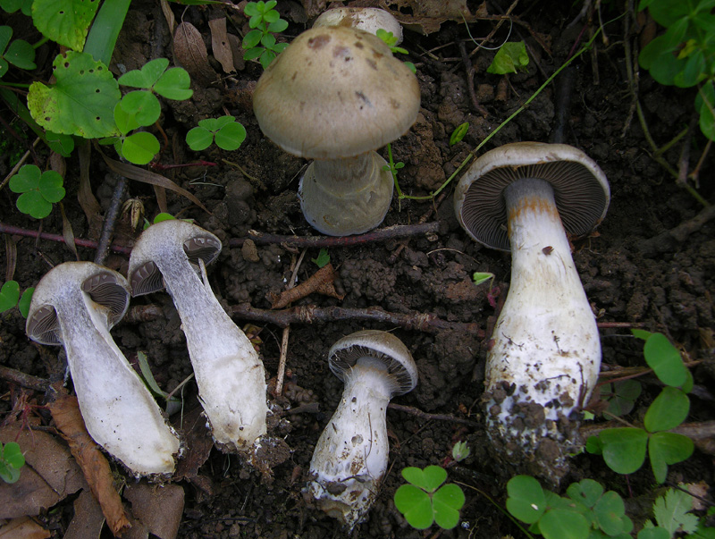 Cortinarius infractus (Pers.:Fr) Fr. Scheda fotografica